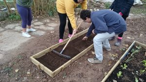 Lee más sobre el artículo Huerto III: Leguminosas de invierno ¡Las judías!