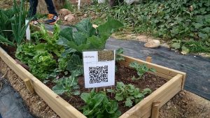 Lee más sobre el artículo Huerto (VI): Letreros QR para nuestras hortalizas