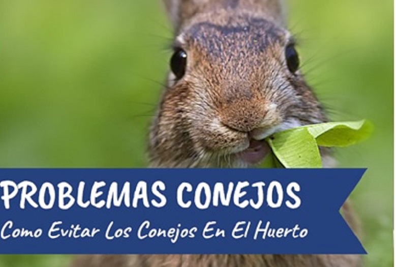 En este momento estás viendo ¡Invasión en el huerto!