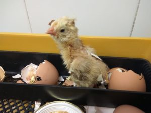 Lee más sobre el artículo ¡Nacieron nuestros pollitos!